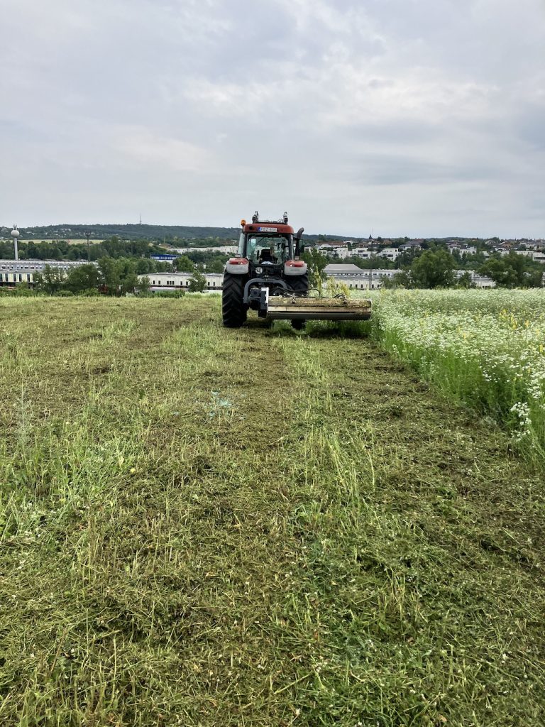 A szárzúzó lezúzza a mezőn a gyomokat.